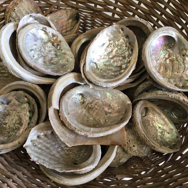 SEA, Shell - Abalone