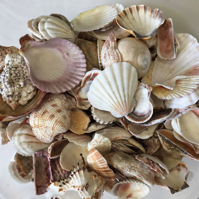 SEA, Shell - Medium & Small Assorted (Handful)