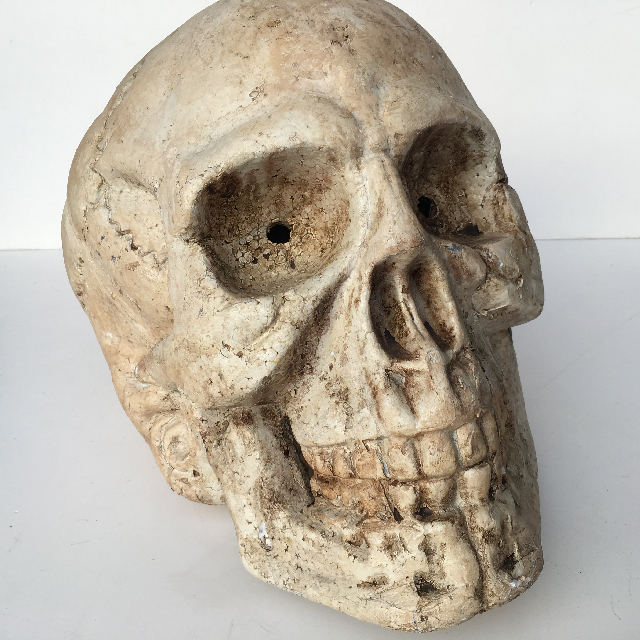 SKULL, Oversized 40cm Styrene