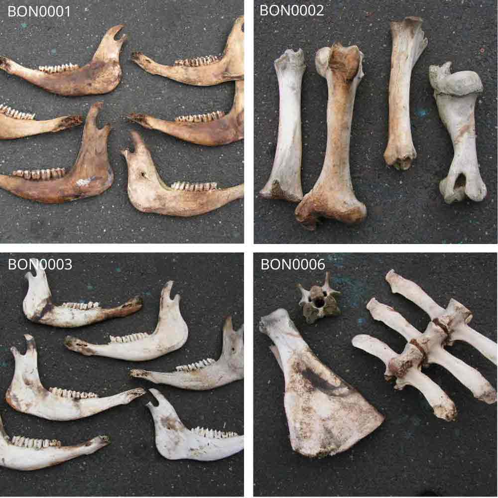 BONES, Cow - Aged Jaw, BON0002 BONES, Cow - Leg, BON0003 BONES, Cow - Jaw & BON0006 - BONES, Assorted