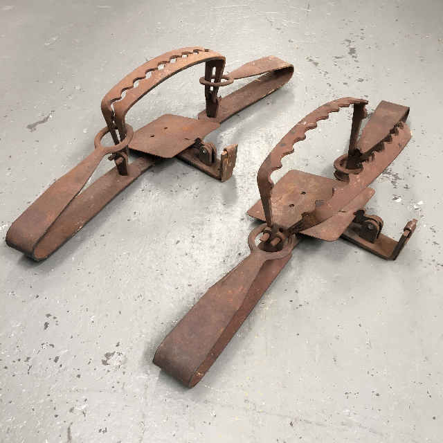 ANIMAL TRAP, Dog Trap 60cm Long