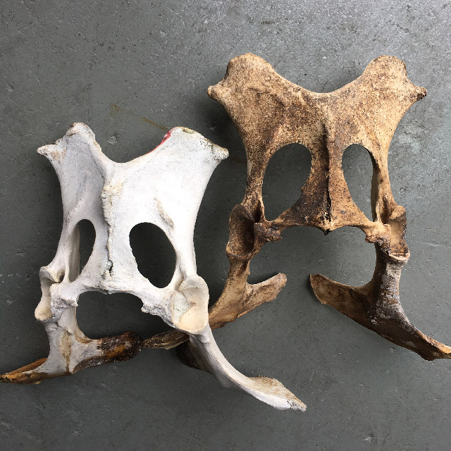 BONES, Pelvis