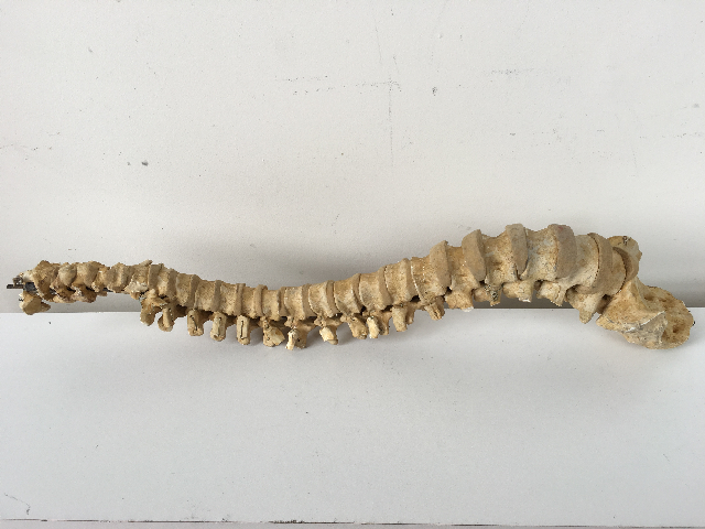 BONES, Spine