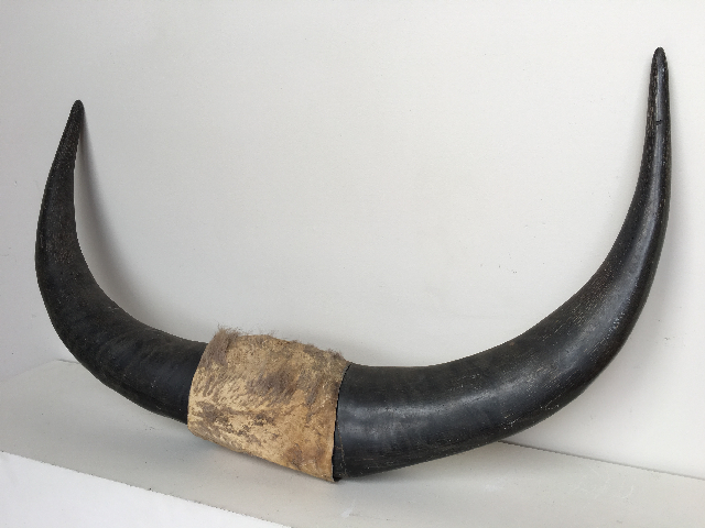 HORN, Buffalo (Real)