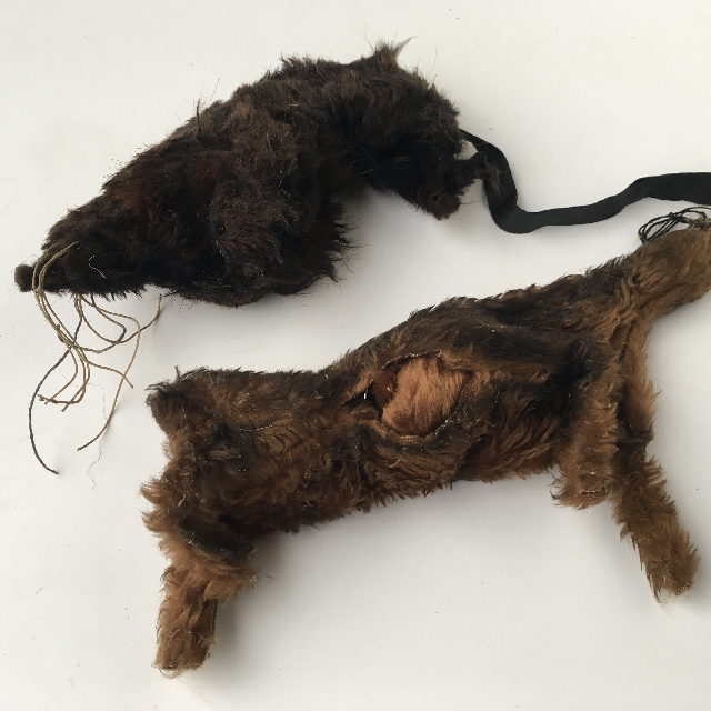 TAXIDERMY, Rat