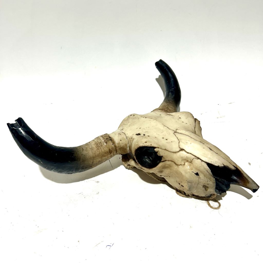SKULL, Bull 45cm - Resin