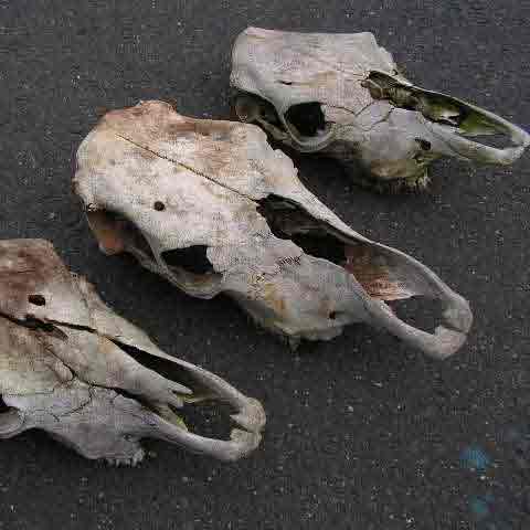 SKULL, Cow (Decaying)