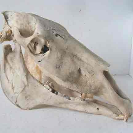 SKULL, Horse