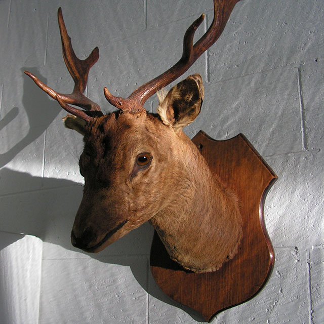 TAXIDERMY, Deer with Antlers