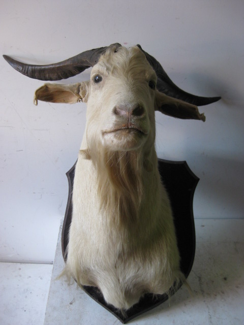 TAXIDERMY, Goat Head White on Wooden Plaque