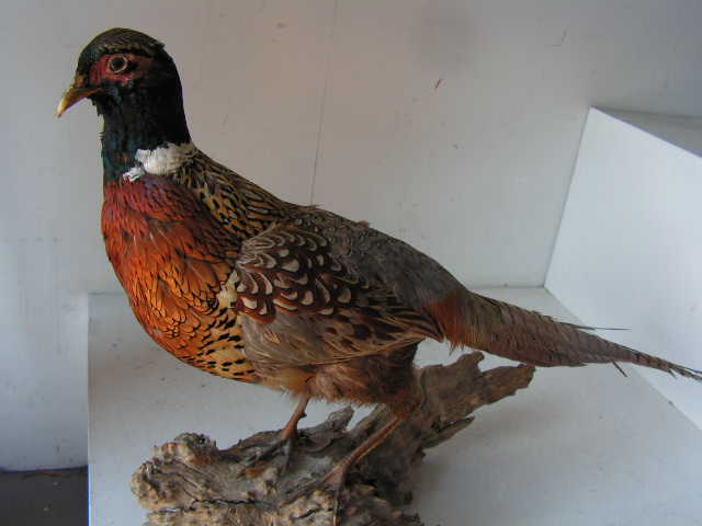 TAXIDERMY, Pheasant (70cm L x 40 cm H)