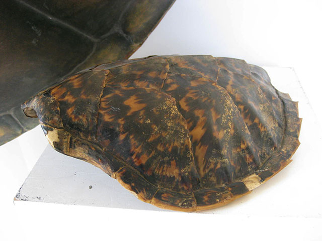 TURTLE SHELL, 32cm (Real)