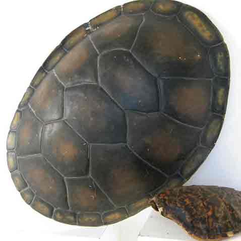 TURTLE SHELL, 75cm (Fibreglass)