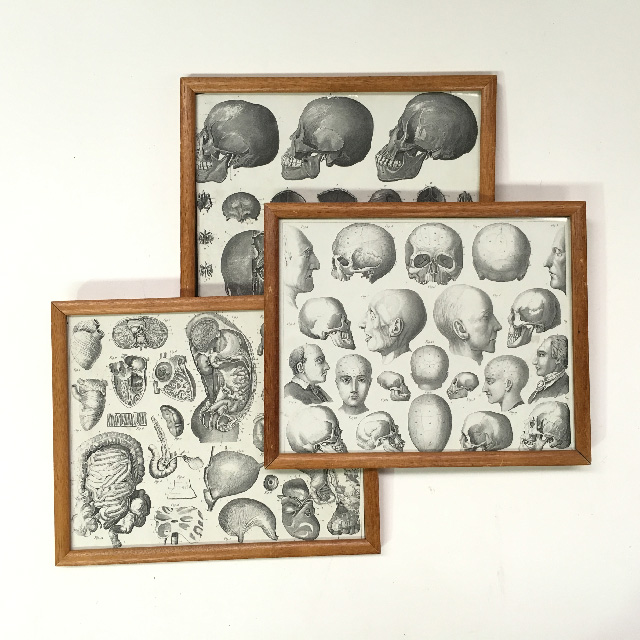 ARTWORK, Anatomy Etchings - Skull, Brain, Organs