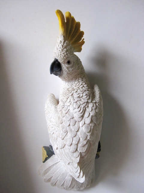 BIRD, Cockatoo