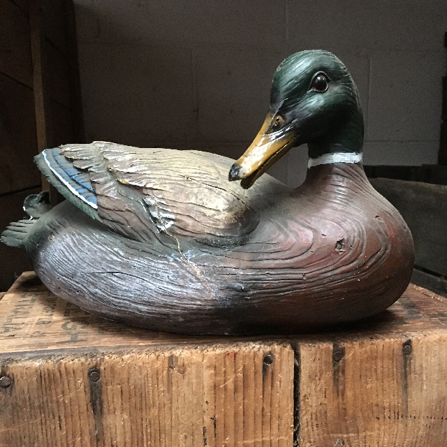 BIRD, Duck - Mallard