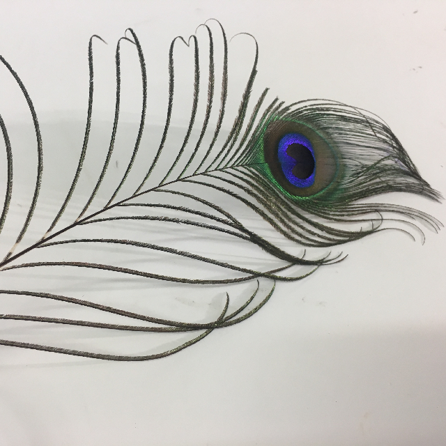 FEATHER, Peacock