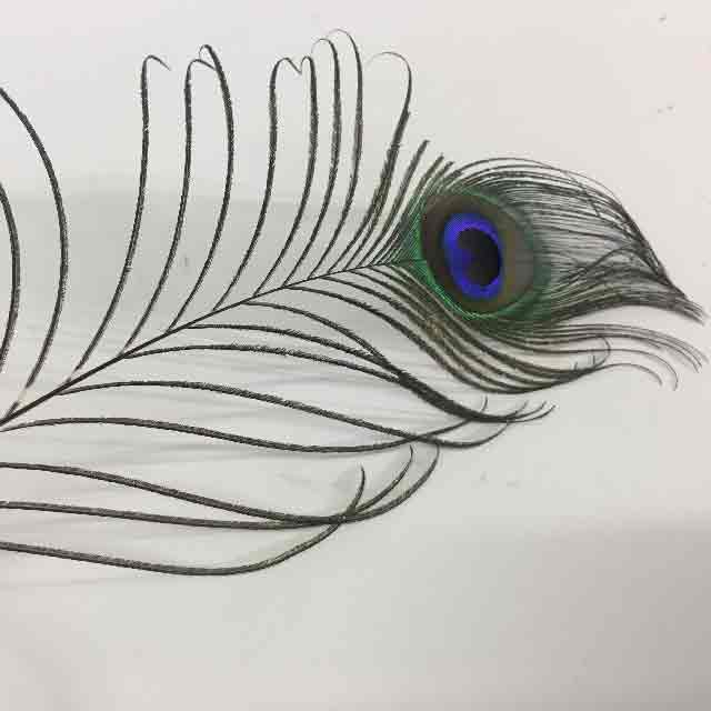 FEATHER, Peacock