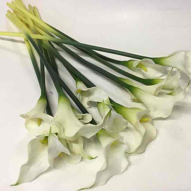 FLOWER, Arum Lily - White