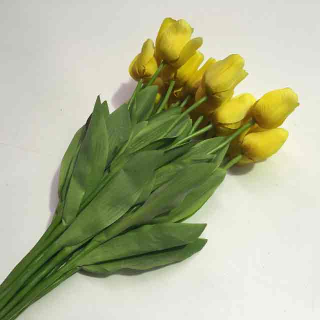 FLOWER, Tulip - Yellow
