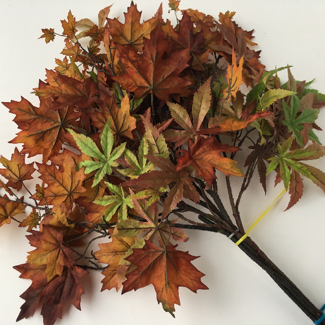 FOLIAGE, Autumn Spray - Acer