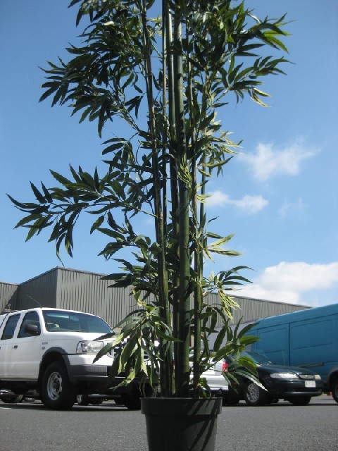 GREENERY, 1.9m H Bamboo