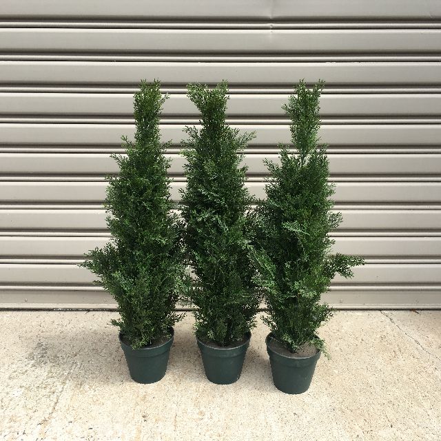GREENERY, Conifer 80 - 90cm H