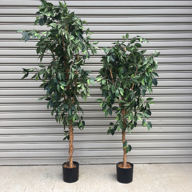 GREENERY, Ficus 1.5m - 1.8m H 
