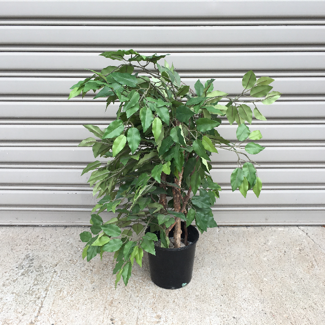 GREENERY, Ficus 60 - 80cm H 