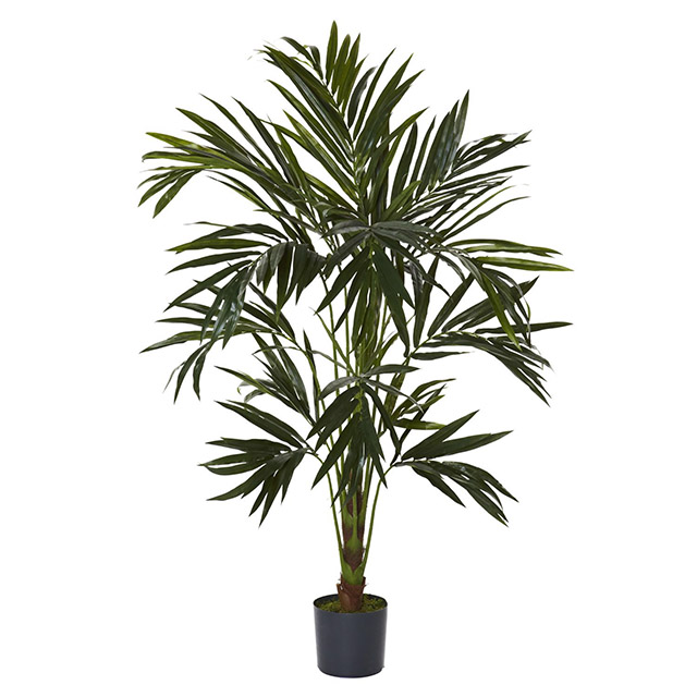 GREENERY, 1.2m H Kentia Palm or GRE0002 - GREENERY, 1.8m H Kentia Palm 