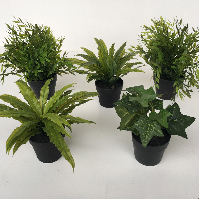 GREENERY, Potted Plant Ex Small Assorted