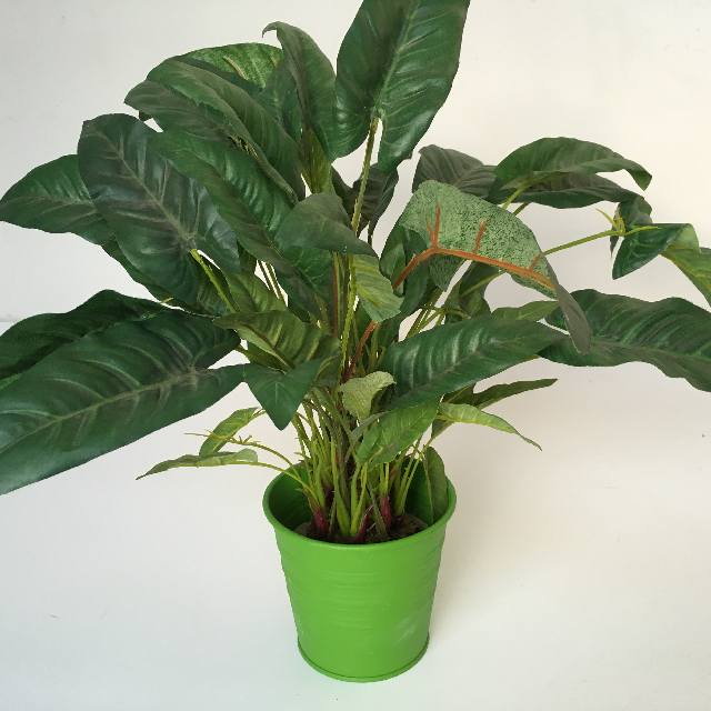GREENERY, Plant - Potted Medium in Green Pot