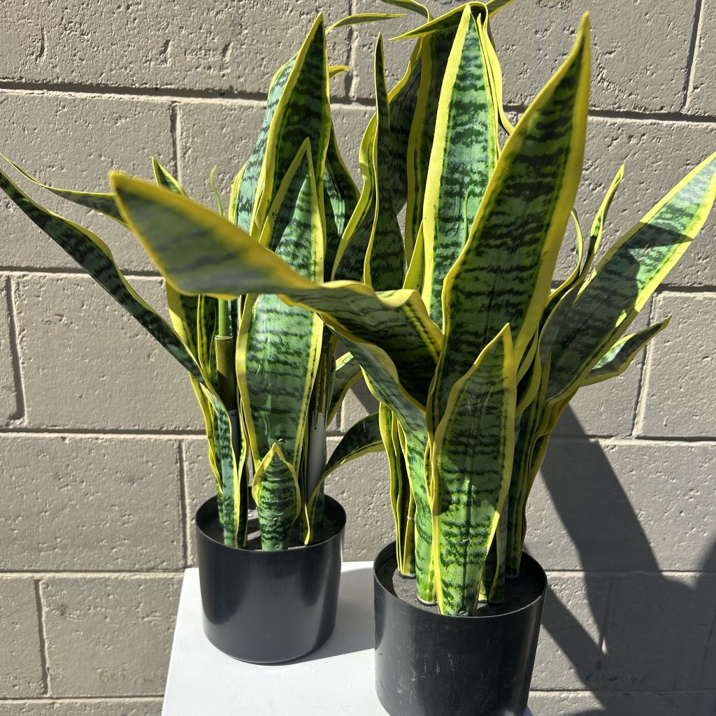GREENERY, Snake Plant