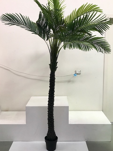 PALM TREE, 2.2m H or PAL0012 - PALM TREE, 2.6m H
