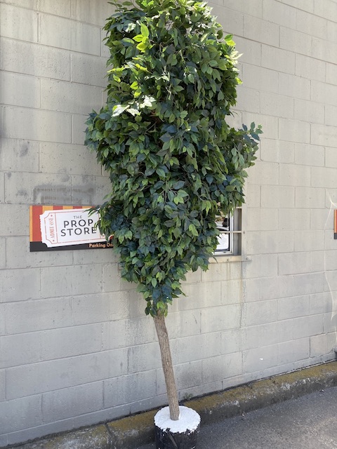 TREE, Ex Large Ficus 3.2mH or TRE0051 - 3.6mH