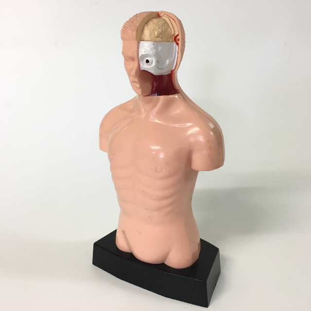 MODEL, Anatomy - Torso w Head Open
