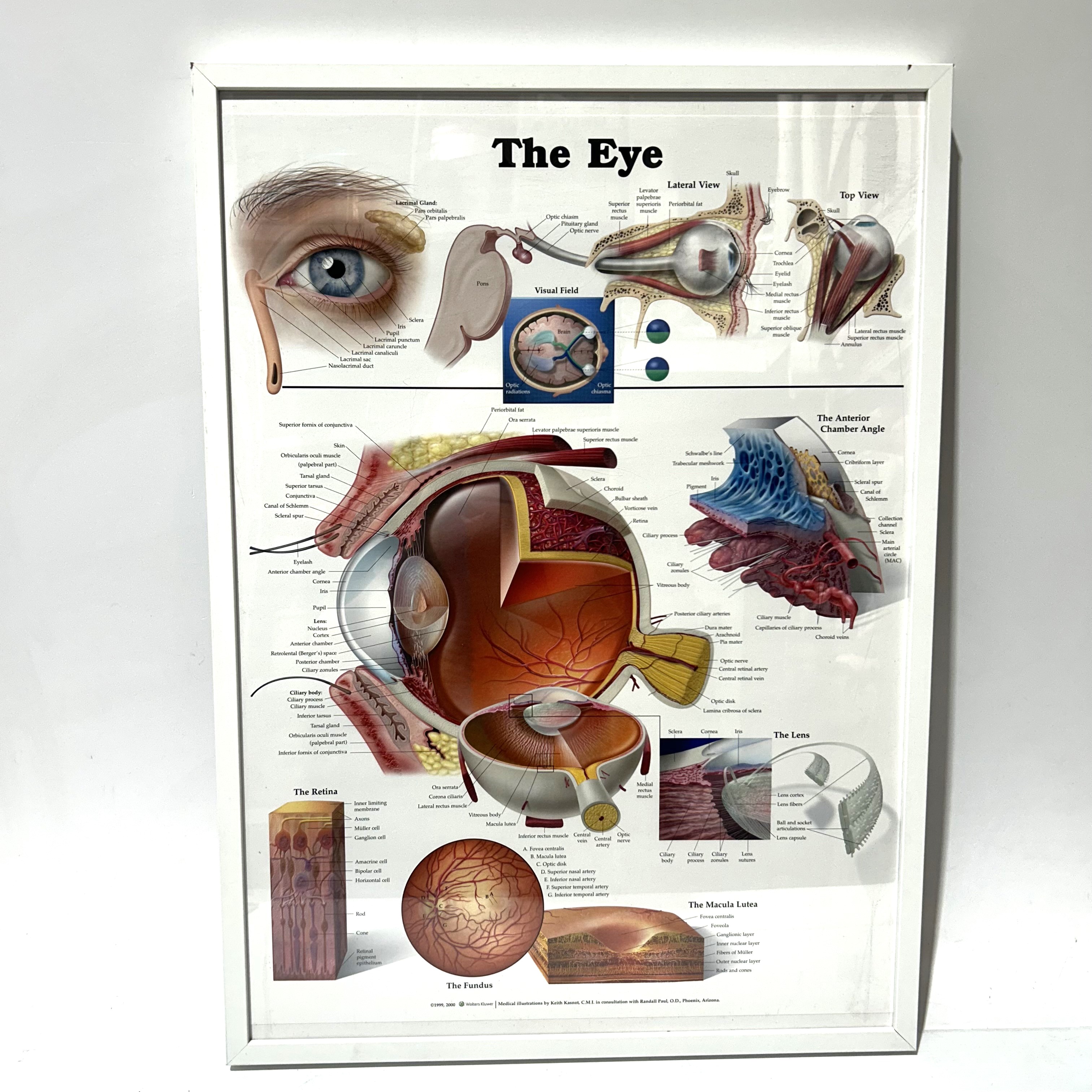 POSTER, Anatomical Framed A1 - THE EYE