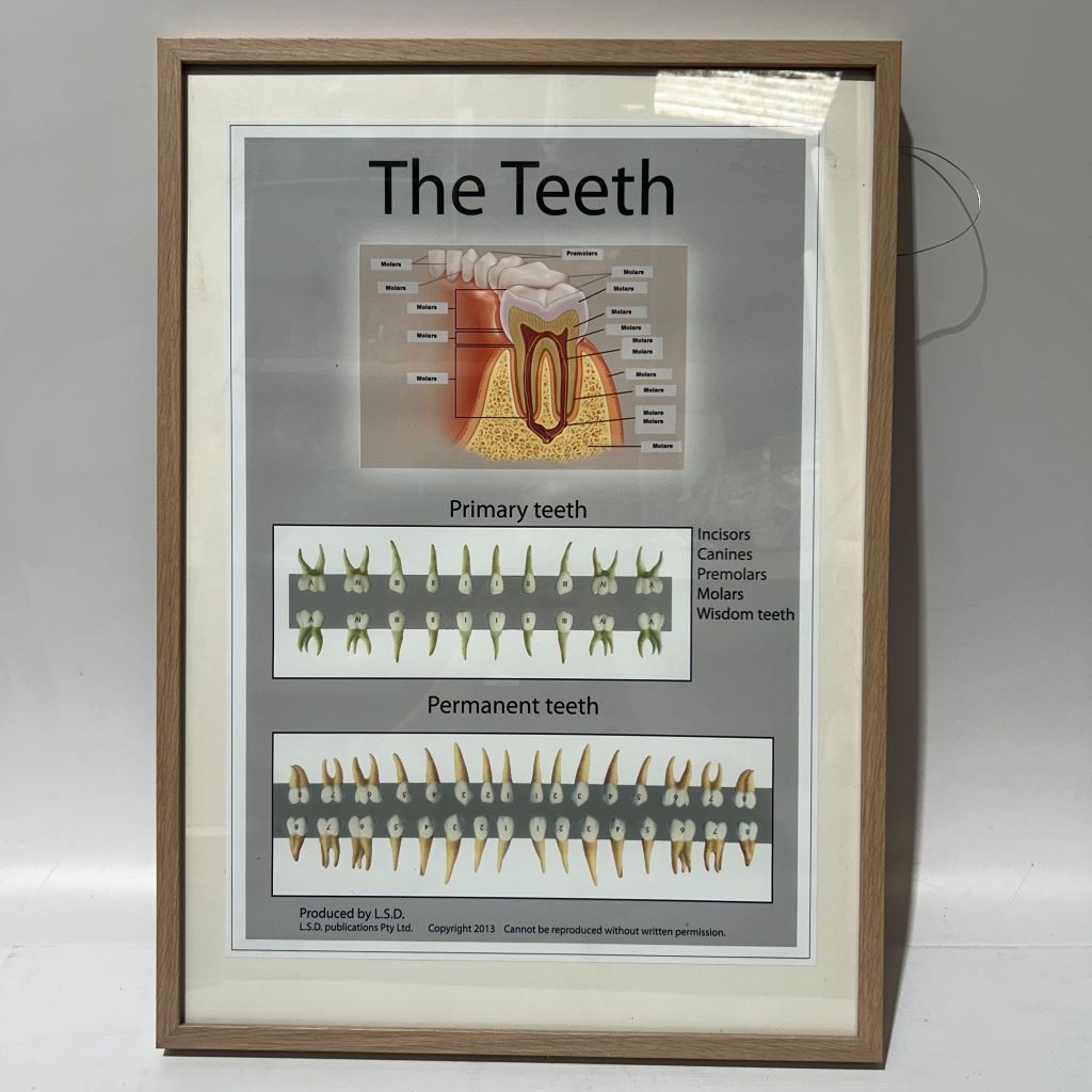 POSTER, Anatomical Framed A1 - THE TEETH