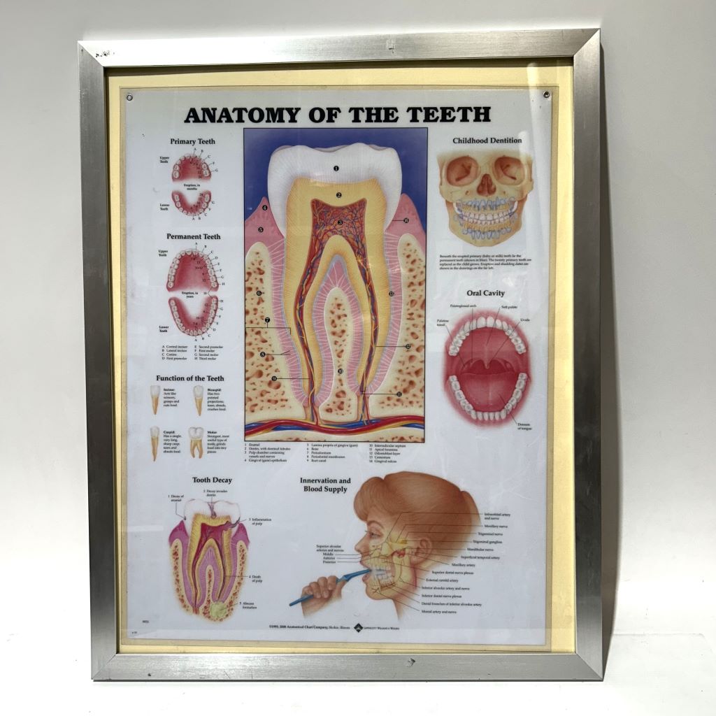 POSTER, Anatomical Framed ( 61cm x 76cm ) ANATOMY OF THE TEETH