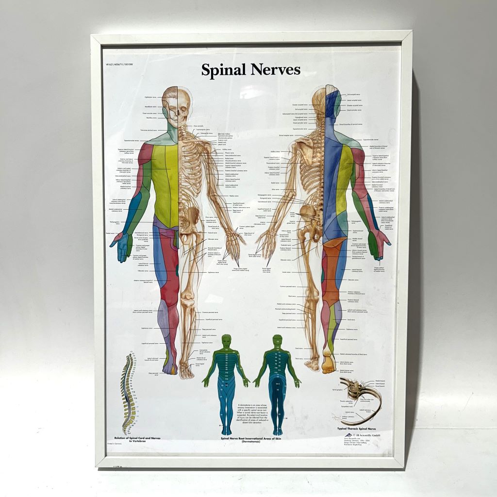 POSTER, Anatomical Framed A1 - SPINAL NERVES 