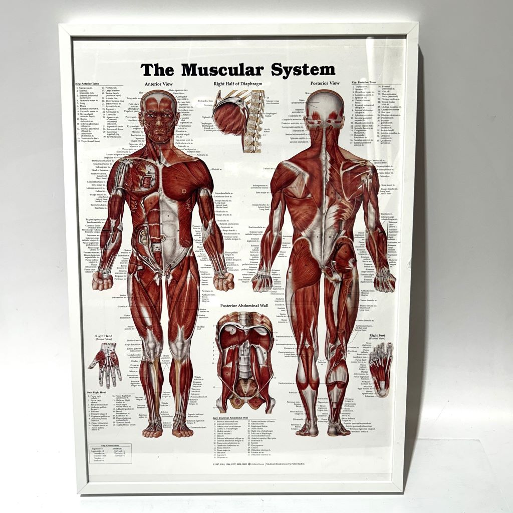 POSTER, Anatomical Framed A1 - THE MUSCULAR SYSTEM 