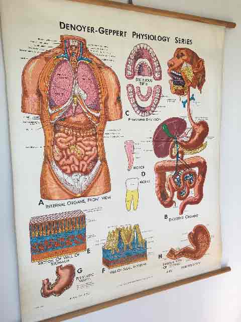 POSTER, Anatomical Chart - 1960s Denoyer Geppart Physiology Series (Digestive System)