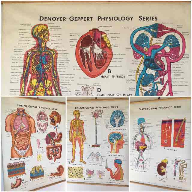 POSTER, Anatomical Chart - 1960s Denoyer Geppart Physiology Series (Circulatory / Excretory / Nervous / Digestive System)