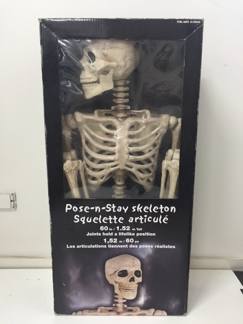 SKELETON, Pose n Stay 1.52m H