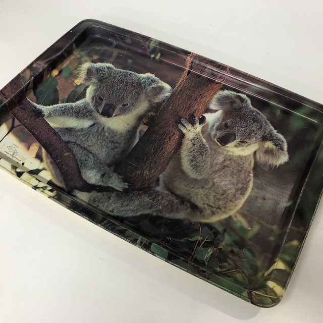 TRAY, Koalas 