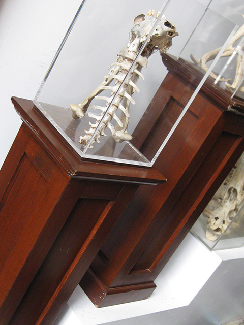 DISPLAY BOX, Acrylic (Sits on Plinth PLI0015)