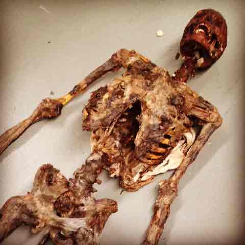 SKELETON, Decomposing Corpse