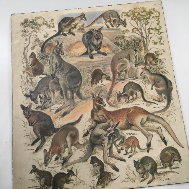 POSTER, Australian Fauna Print On Chipboard