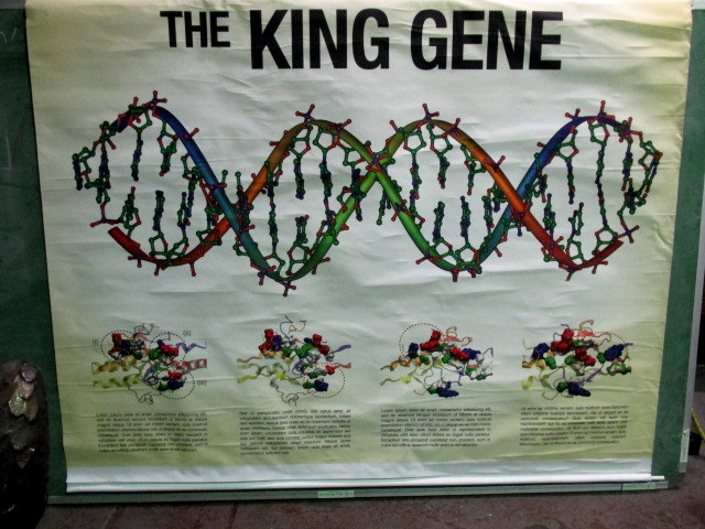 MAP ROLL, King Gene DNA 1.5m x 1.2m
